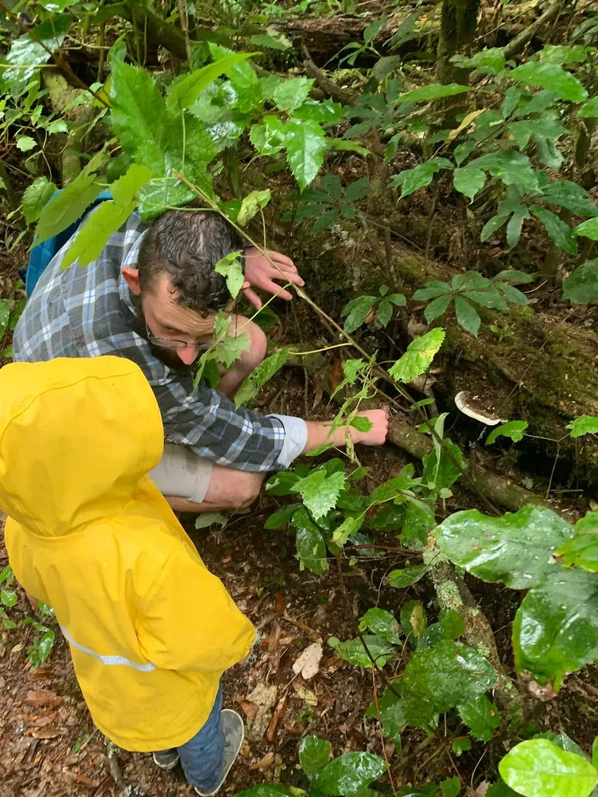 A man and a child in a yellow raincoat crouch among native bush, looking closely at the forest floor.